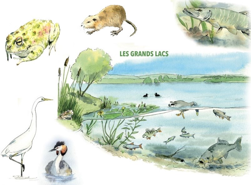 Aquarelle les grands lacs