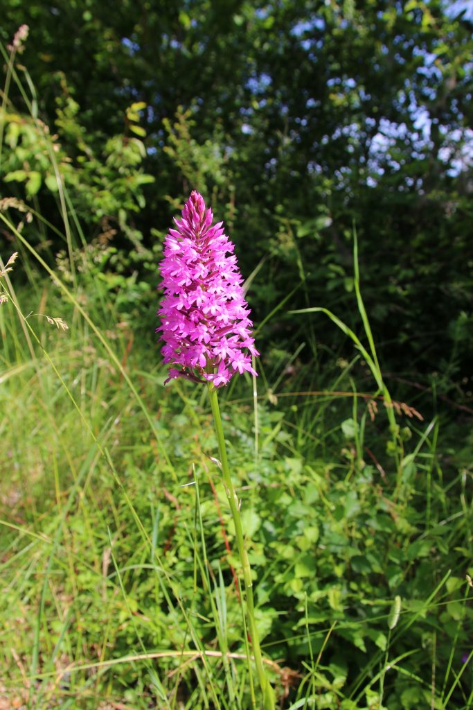 Anacamptis pyramidalis Anacamptis pyramidalis