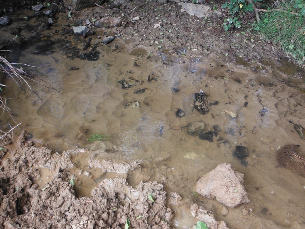 Cours d'eau colmaté et piétiné Cours d'eau colmaté et piétiné