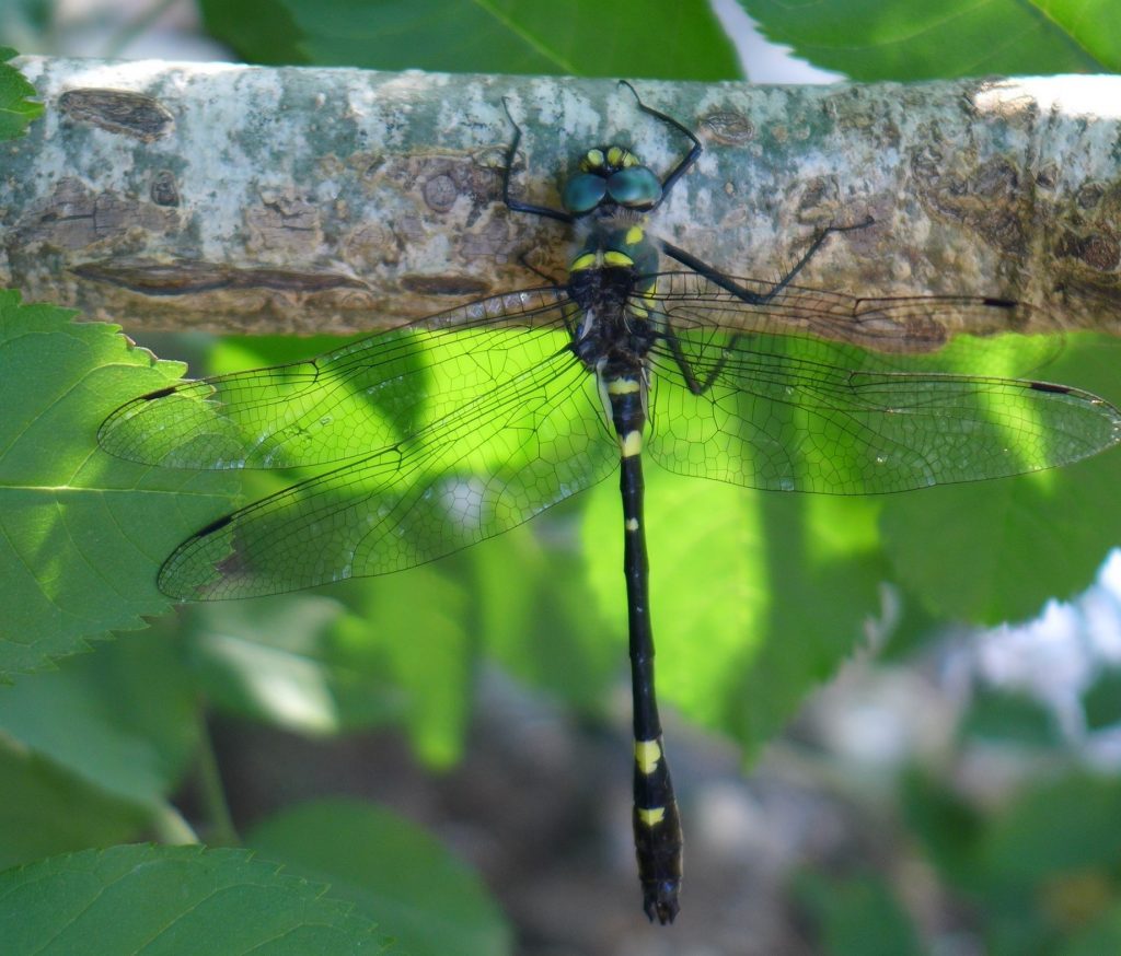 Cordulie splendide, macromia splendens