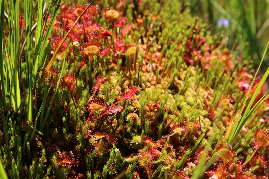 Drosera rotundifolia, L.1753