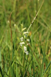 Spiranthes aestivalis (Poir.) Rich, 1817 Spiranthes aestivalis (Poir.) Rich, 1817