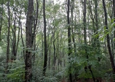 Zoom La gestion de la forêt