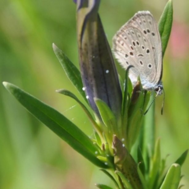 Azuré des mouillères