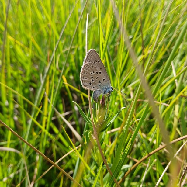 Azuré des mouillères qui pond